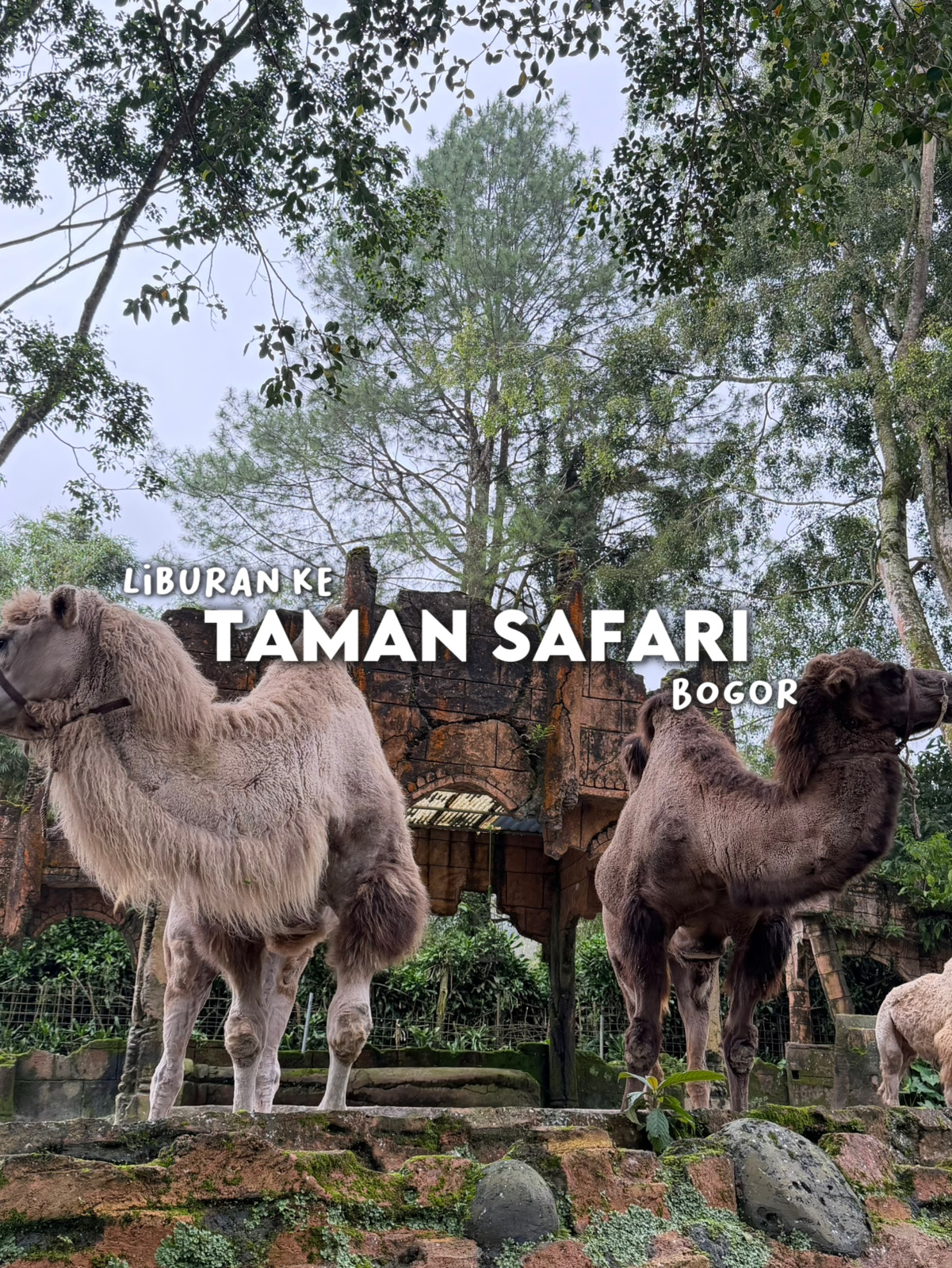 Visit Taman Safari Bogor!