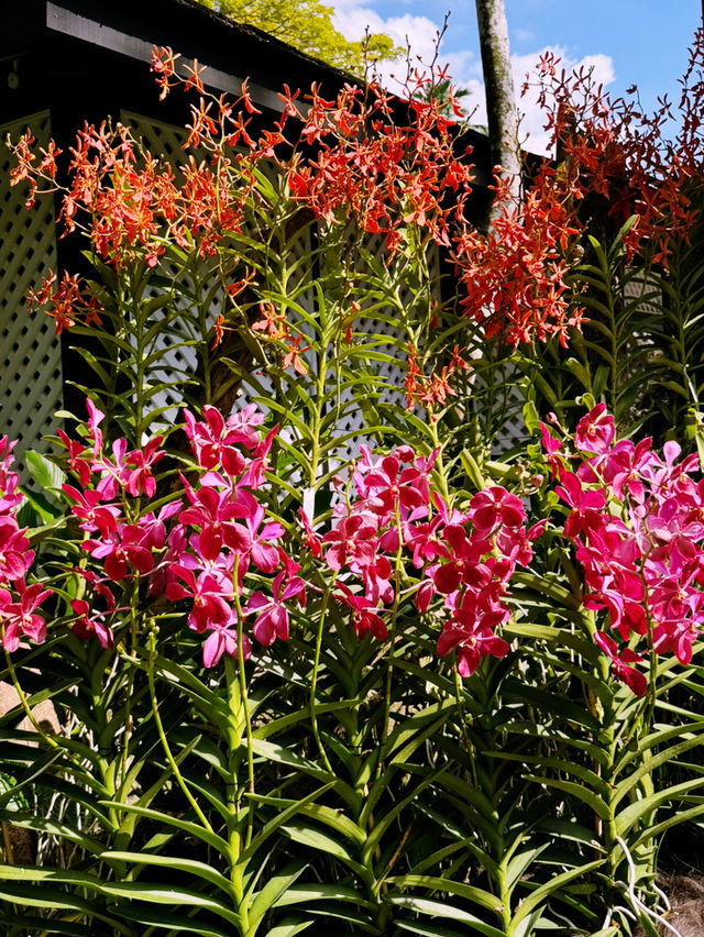 A Must-Visit: The National Orchid Garden 🌸