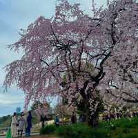 櫻花季必到賞花秘景~新宿御苑🌸🌸