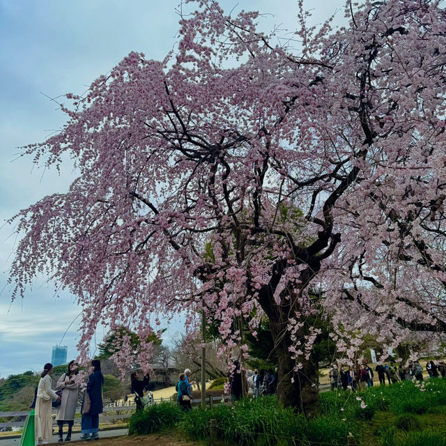 櫻花季必到賞花秘景~新宿御苑🌸🌸