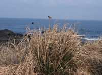 Udo, Jeju: Korea’s Coral Island