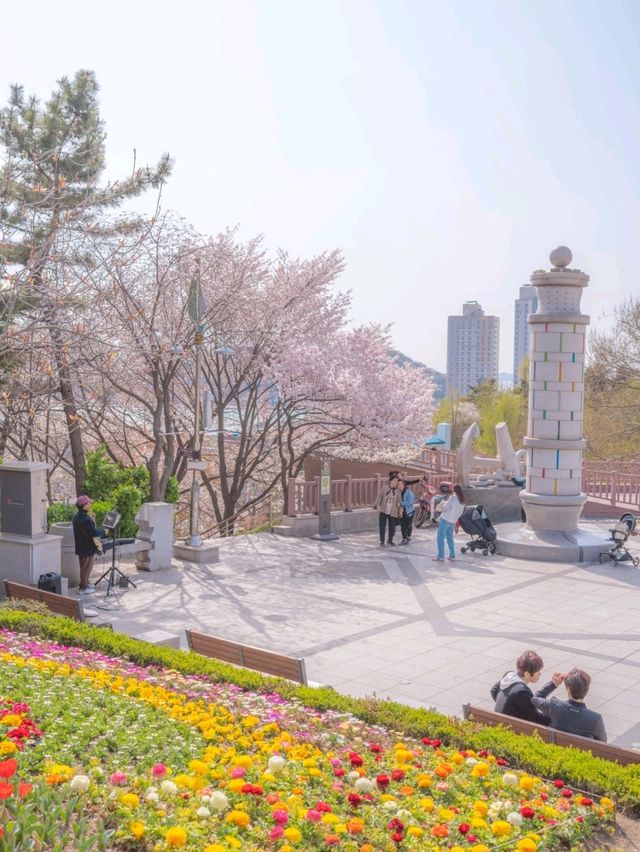 봄이오면 벚꽃나무로 아름다운 이곳"자유공원"