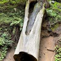 Muir Woods Monument 