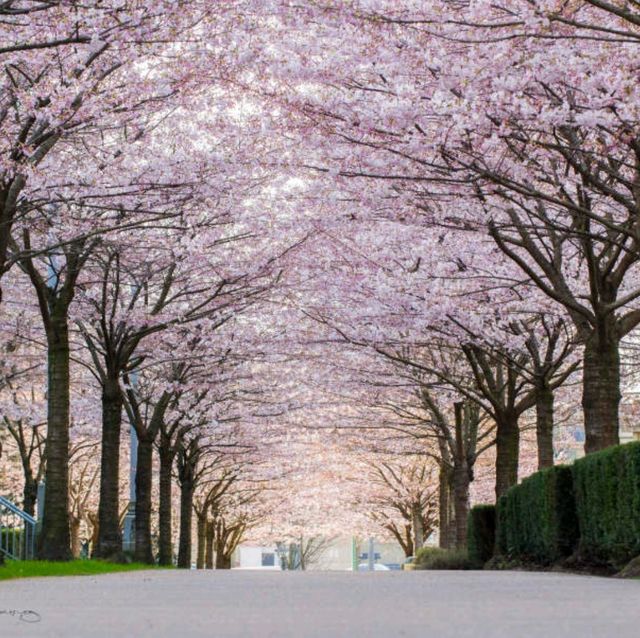 Vancouver is one destination whose cherry blossom season