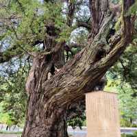 【神奈川県🇯🇵建長寺】日本最初の禅宗専門寺院へ☺️