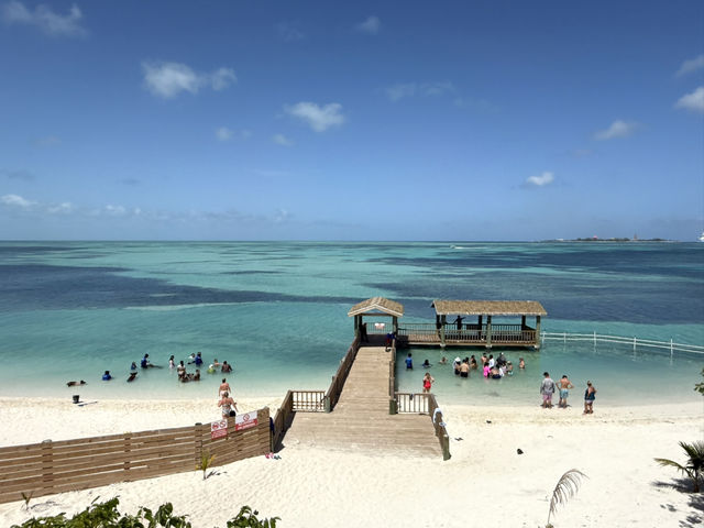 Swim with Pigs & Chill on South Beach Swim with Pigs & Chill on South Beach