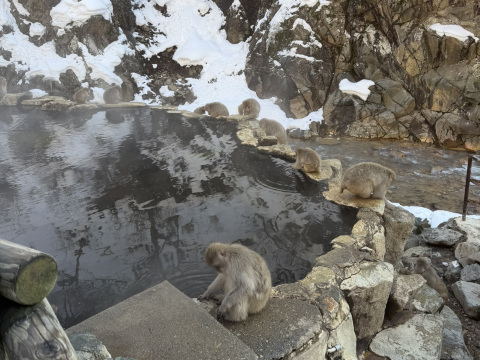 日本で雪猿を見るには？🐒♨️ 長野ガイド | Trip.com 山ノ内町