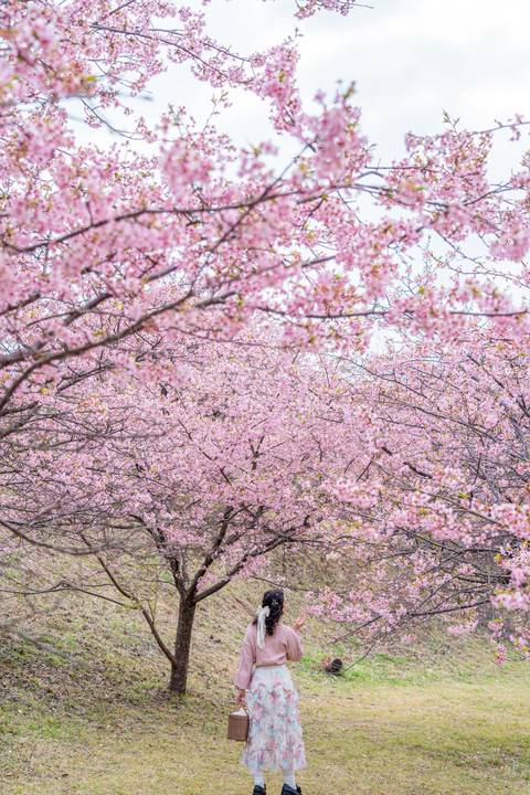 Quiet Cherry Blossom Slopes and Natural Photo Frames in Kanagawa