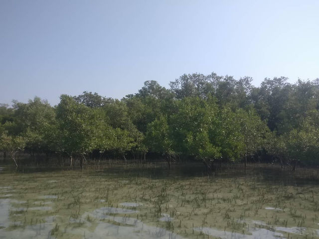 Abu Dhabi Mangroves 😍