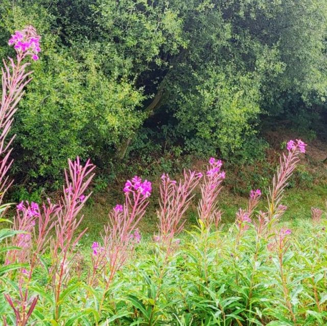 獲獎的Blackleach Country Park