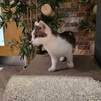 英國人氣貓Cafe~ Kitty Cafe