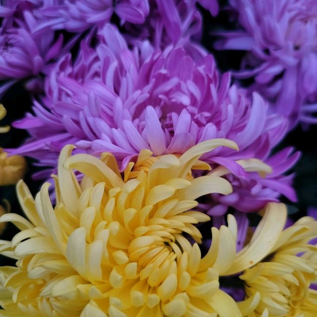 Gorgeous chrysanthemum season in Qingdao 