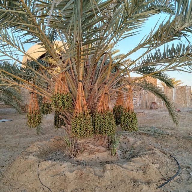 Paradise of Egypt, Siwa Oasis