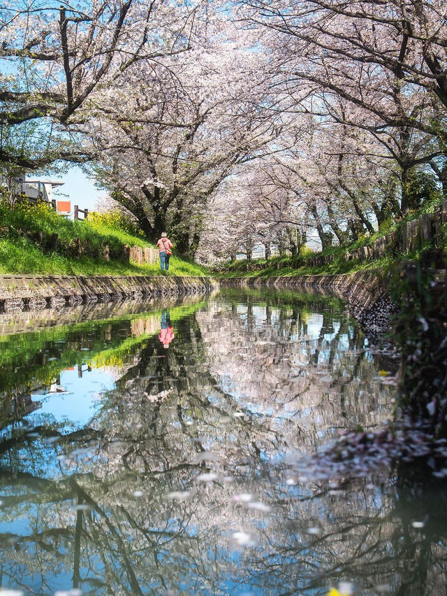 🌸 신가시 강 🌸