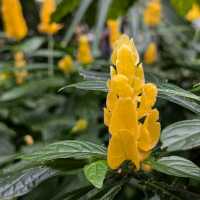終於懂為什麼邱園要辦年票了