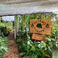 Caoba Farms Restaurant in Antigua