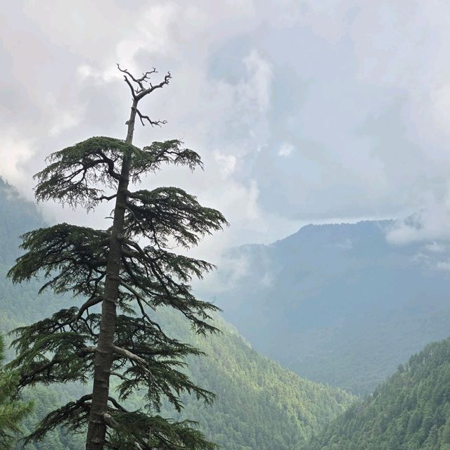 Pipeline hiking trail, Ayubia, Northern Pakistan 🇵🇰