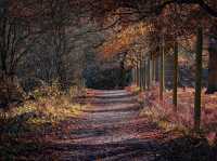 The wanderlust nature at Calke Abbey, National Trust!