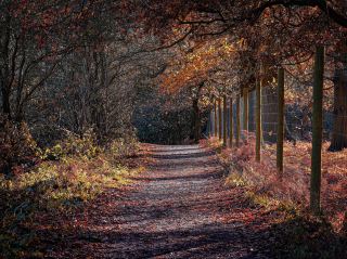 The wanderlust nature at Calke Abbey, National Trust!