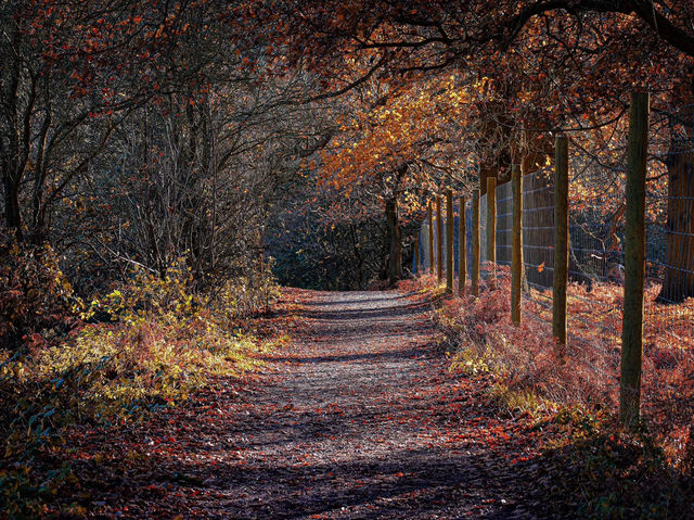 The wanderlust nature at Calke Abbey, National Trust!