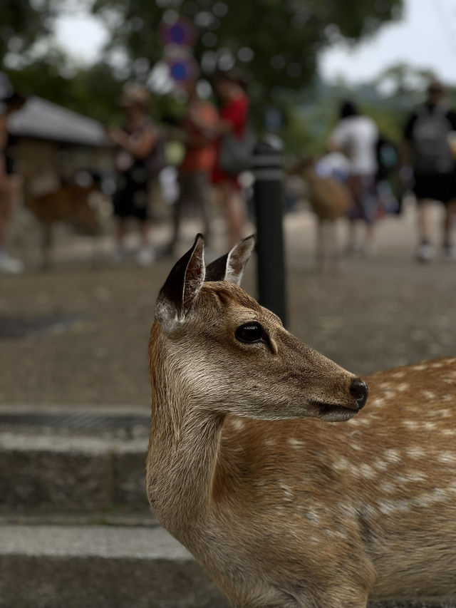 NARA, JAPAN: MY UNFORGETTABLE DAY AMONG DEERS AND TEMPLES 