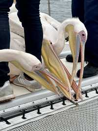 Boat trip with pelicans