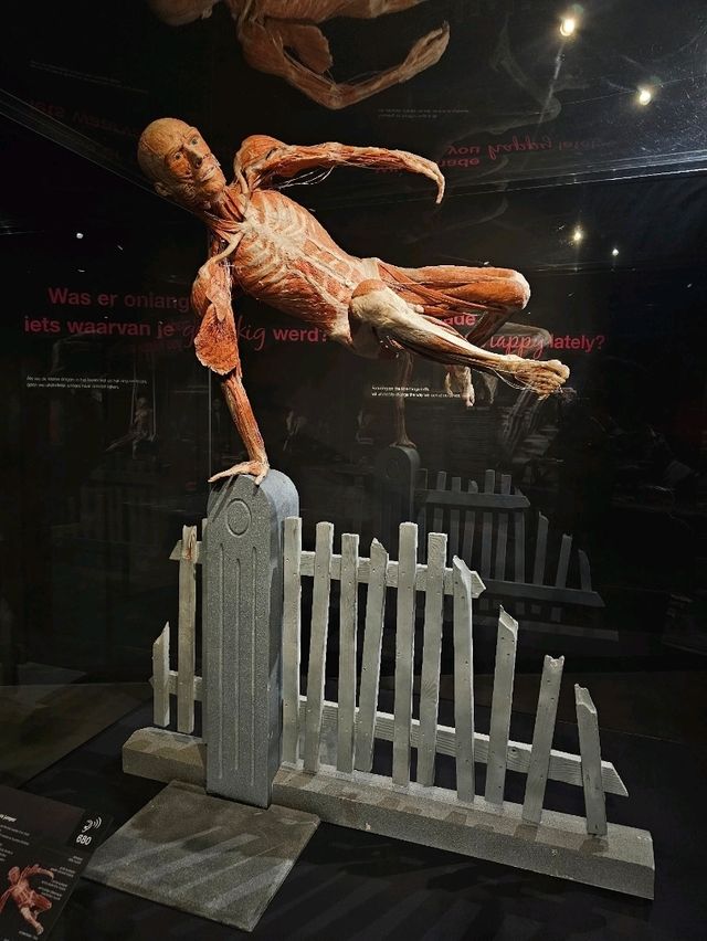 Exploring the Human Body at Body Worlds Amsterdam