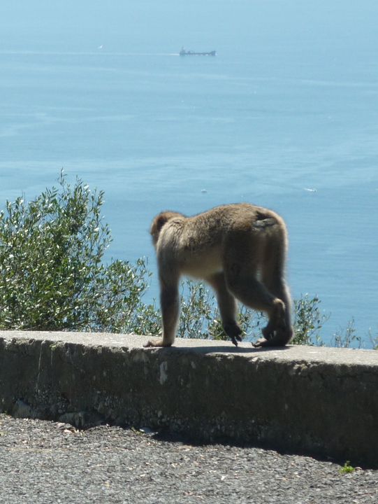 The Monkeys of Gibraltar: Europe’s Only Wild Primates