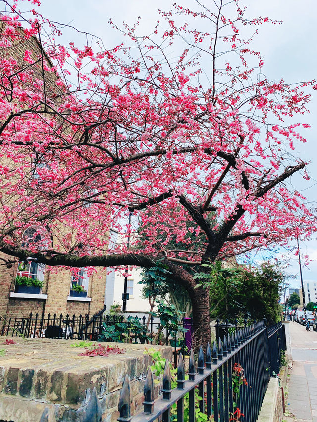 Cherry blossom at London. 