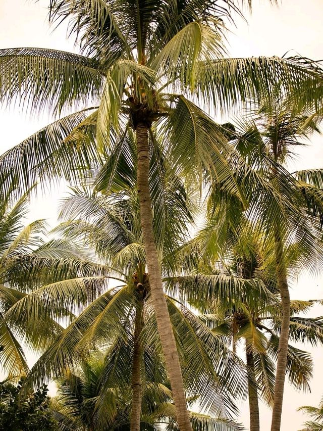 🌿 Phulay Bay, a Ritz-Carlton Reserve – Where Silence Becomes Sacred
