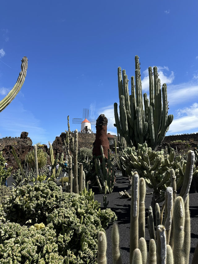 The Cactus Garden in Lanzarote: Volcanic Landscapes, Art, and a Restaurant With a View