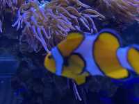 The oceanographic of Valencia