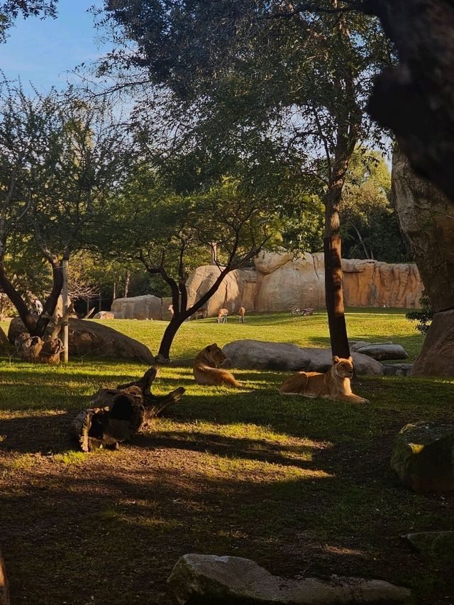 Exploring Bioparc Valencia: A Perfect Visit in Winter and Beyond