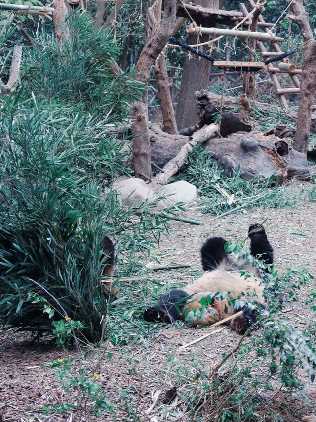 Giant Pandas in Chengdu! 🐼 