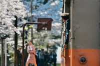 Cherry Blossom Train | Ashino Park in Aomori Prefecture, Japan