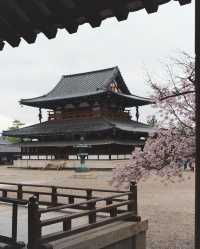 Chase the cherry blossom feast, essential guide for cherry blossom viewing around the Great Buddha of Kamakura.