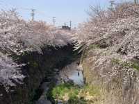 2019 Nagoya's cherry blossoms are in full bloom, as they say, even more beautiful than Kyoto.