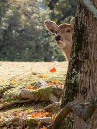 Nara Travel Guide - Japan Charter Tour Guide