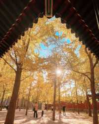 廣東中山公園｜此生難以忘懷的唯美風景