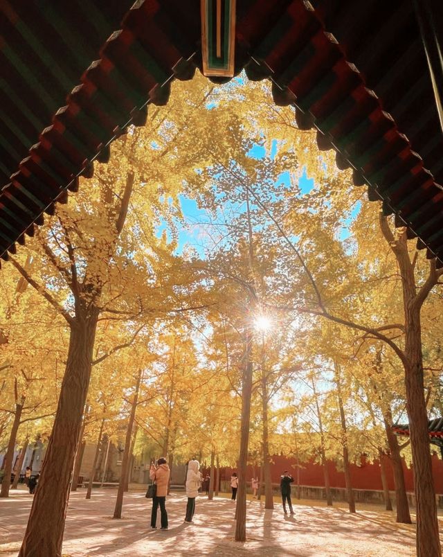 廣東中山公園｜此生難以忘懷的唯美風景