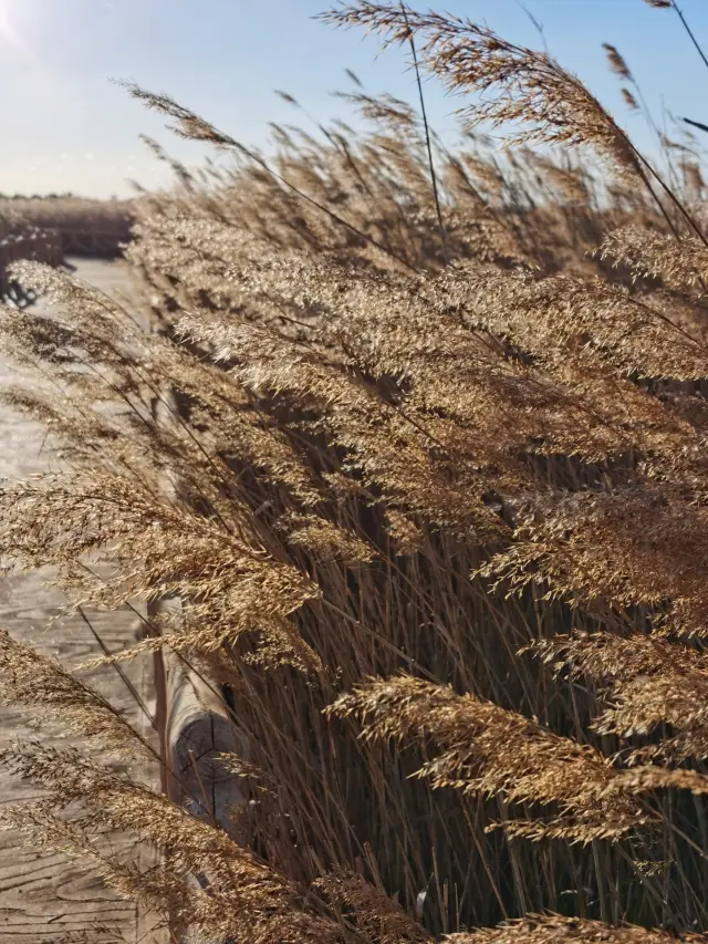 Yellow River Estuary bird watching trip