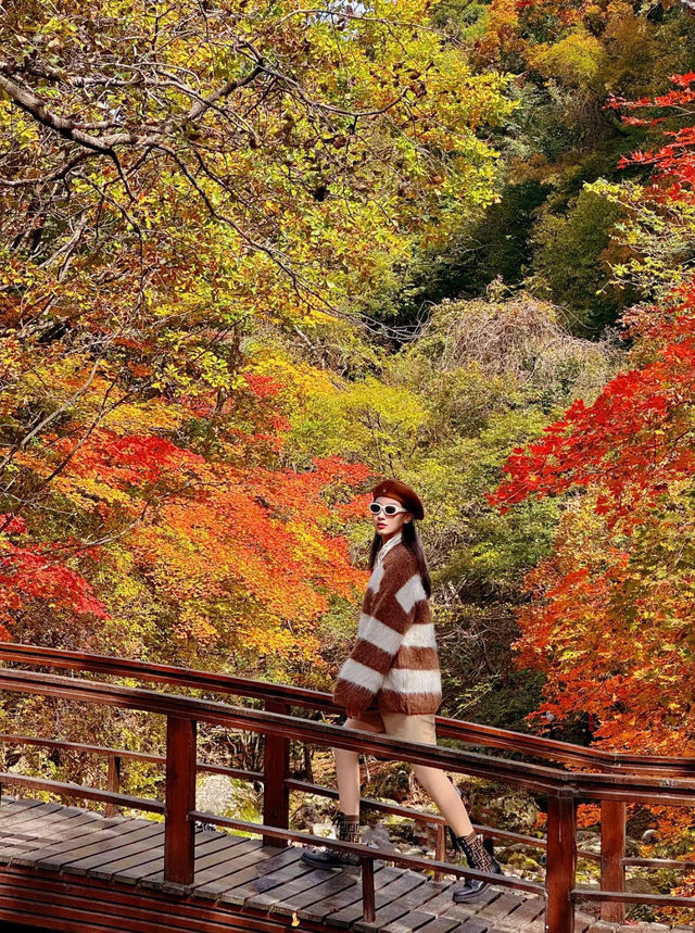 沈陽周邊遊落紅遍野的本溪像油畫一樣濃郁