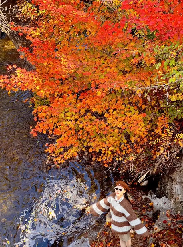 沈阳の周辺の観光地で、紅葉が一面に広がる本溪は、まるで油絵のように濃厚です