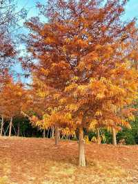 福州周邊遊|古田翠屏湖·環湖棧道