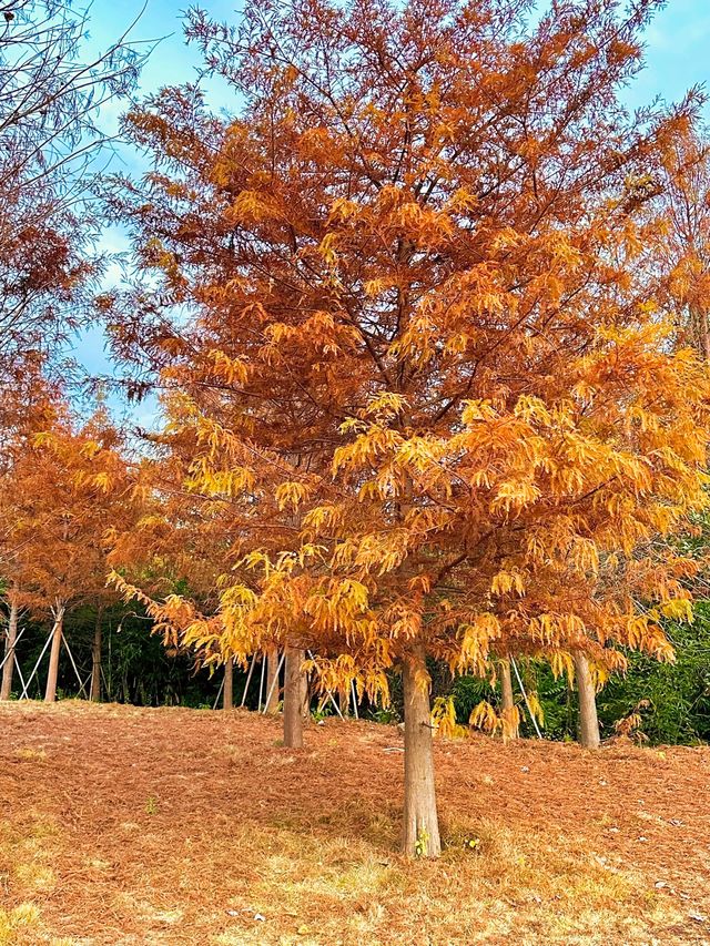 福州周邊遊|古田翠屏湖·環湖棧道