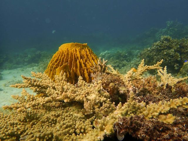 菲律賓冷門驚艷島/棉蘭老島小長灘~塔里庫德島