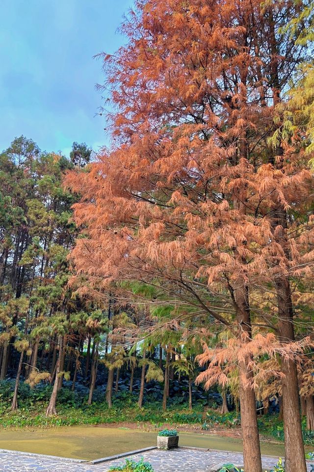 深圳拍照 新年去仙湖植物園看一次落羽杉吧 深圳拍照 新年去仙湖植物園看一次落羽杉吧