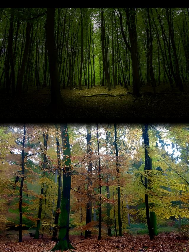 來法蘭西一定要去的楓丹白露森林，置身油畫的世界