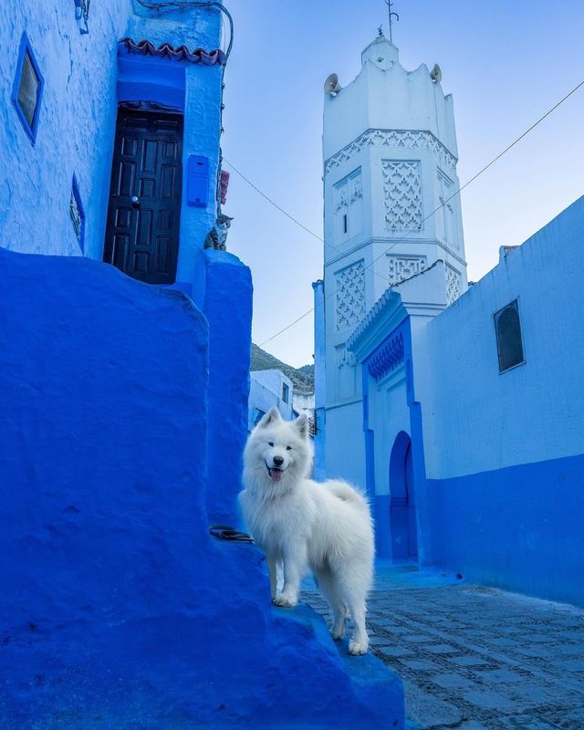 A polar bear in the blue city Chefchaouen 💙😍 This was Felix’ first time in Africa 🇲🇦