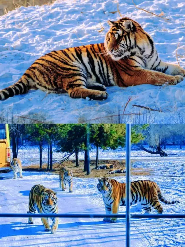 黑龙江 - ฮาร์บินสวนเสือ Siberian Tiger Park